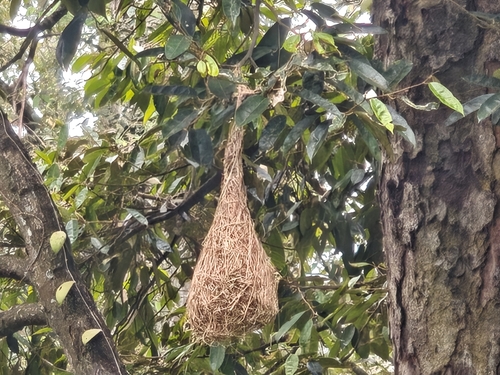 Baya Weaver