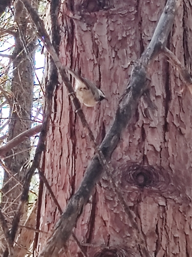 iNaturalist observation photo of Mountain Chickadee