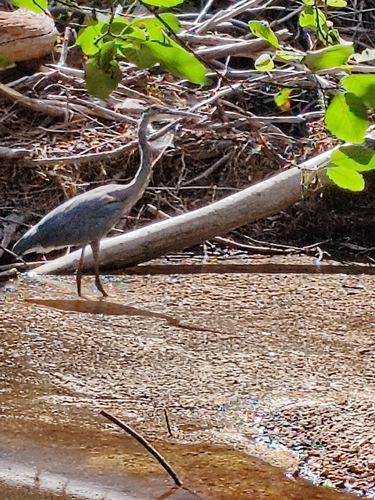 iNaturalist observation photo of Great Blue Heron