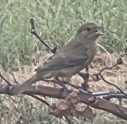 Painted Bunting