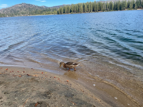 iNaturalist observation photo of Mallard