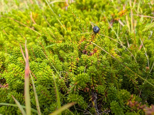 black crowberry