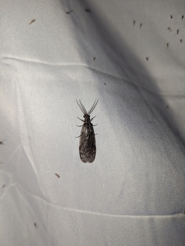 Spring Fishfly