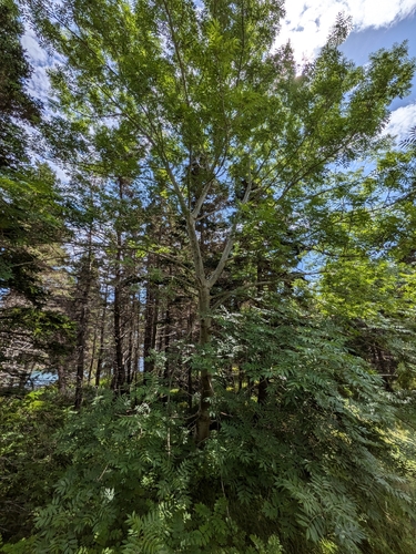 European ash