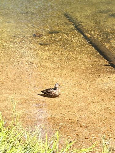 iNaturalist observation photo of Mallard