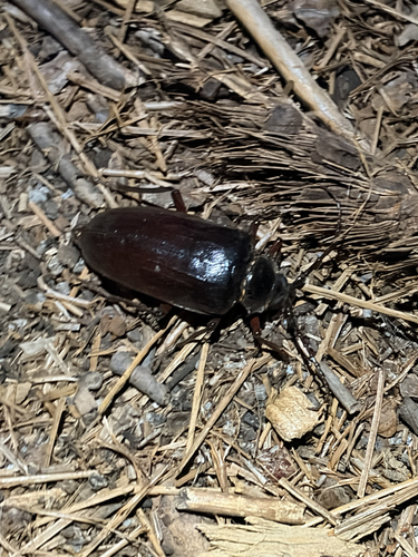 iNaturalist observation photo of California Root Borer