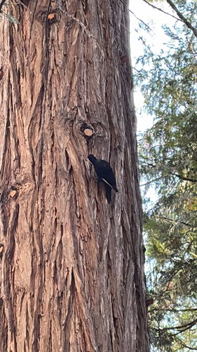 iNaturalist observation photo of White-headed Woodpecker