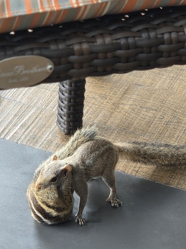 Three-striped Palm Squirrel