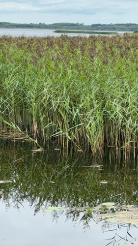 common reed