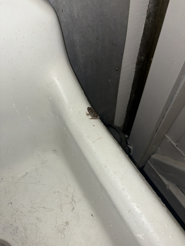 iNaturalist observation photo of Pacific chorus frog