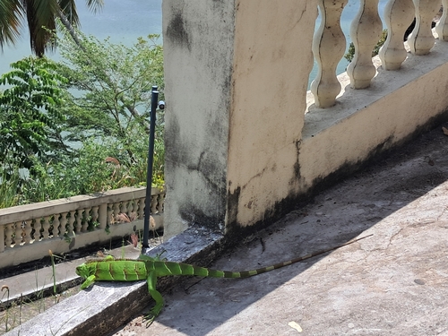 Green Iguana (Green)