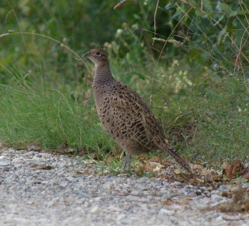 Ring-necked Pheasant