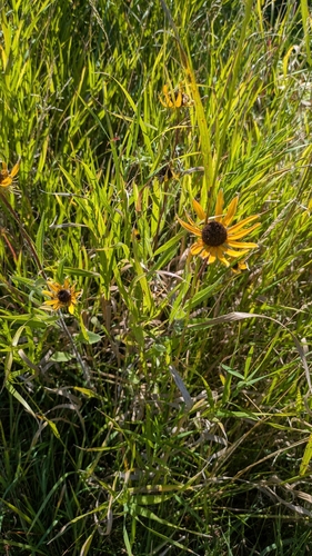 black-eyed Susan