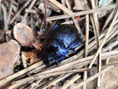 Woodland Dor Beetle