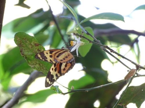 Harmonia Tigerwing
