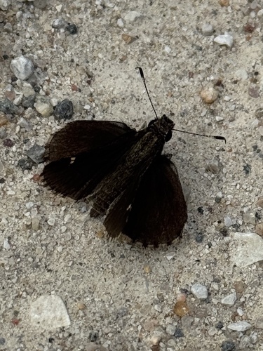 Common Roadside-Skipper