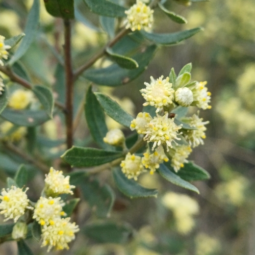 Baccharis dracunculifolia