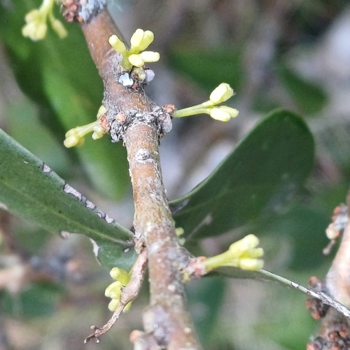Daphnopsis racemosa