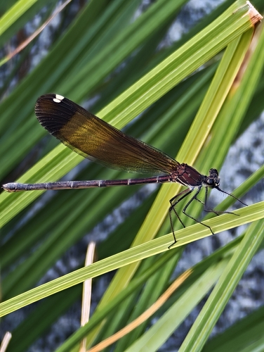 Copper Demoiselle