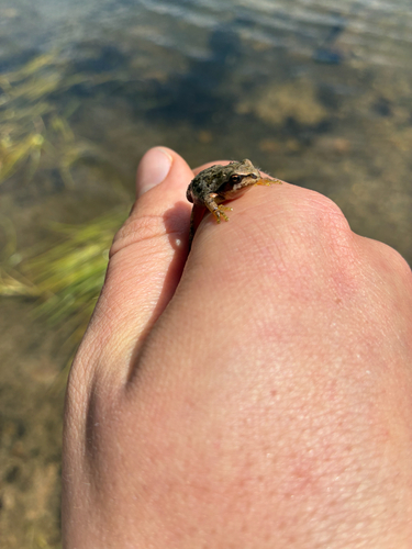 iNaturalist observation photo of Pacific chorus frog