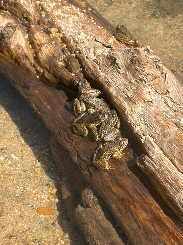 iNaturalist observation photo of Sierra Nevada Yellow-legged Frog