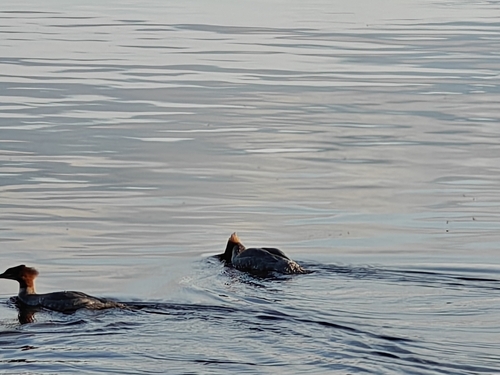 Common Merganser