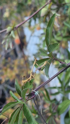 Mediterranean Conehead Mantis