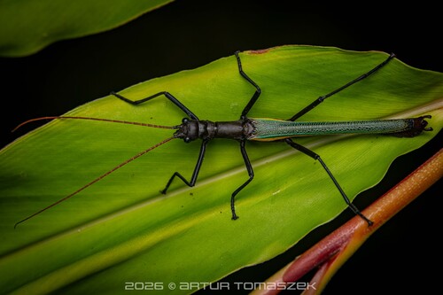 Orthomeria superba