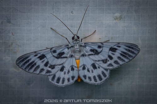 Craspedosis arycandata
