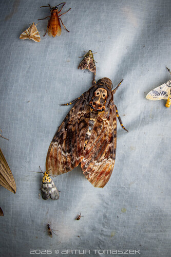 Greater Death's Head Hawkmoth