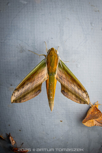 Yam Hawkmoth
