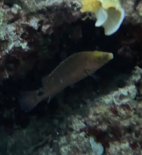 Axillary Wrasse