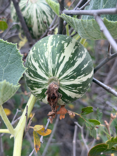 Buffalo Gourd