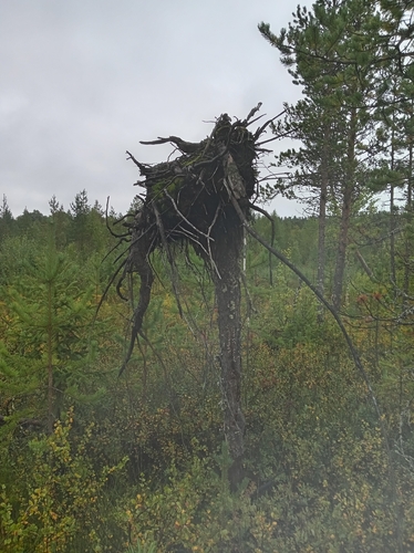 Scots pine