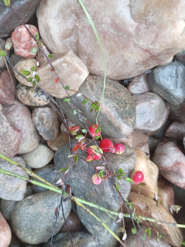 bog cranberry