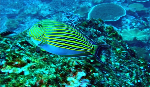Striped Surgeonfish — seen at this dive site