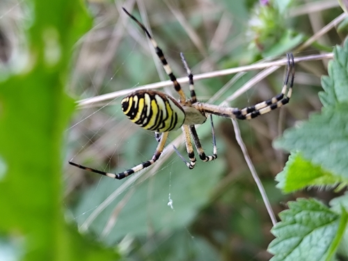 Wasp Spider