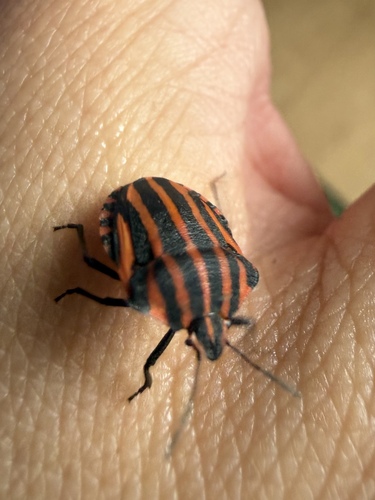 Continental Striped Shield Bug