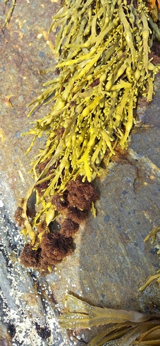 Knotted Wrack
