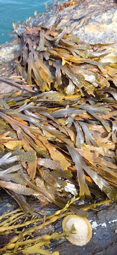 Saw Wrack