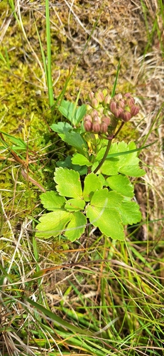 Scots Lovage