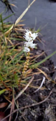 alpine bistort