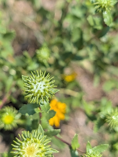 Curlycup Gumweed