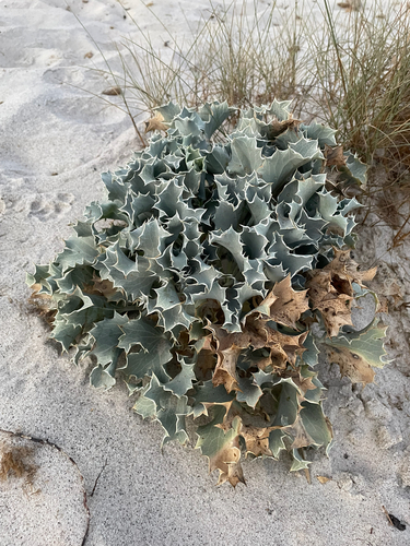 Sea Holly