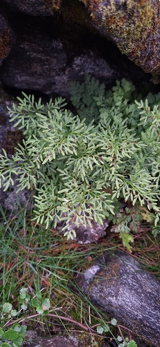 parsley fern