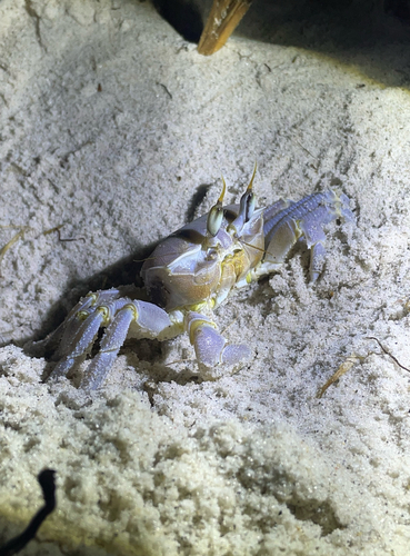 Tufted Ghost Crab