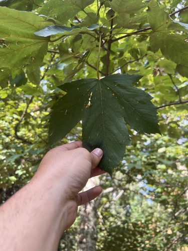 sycamore maple