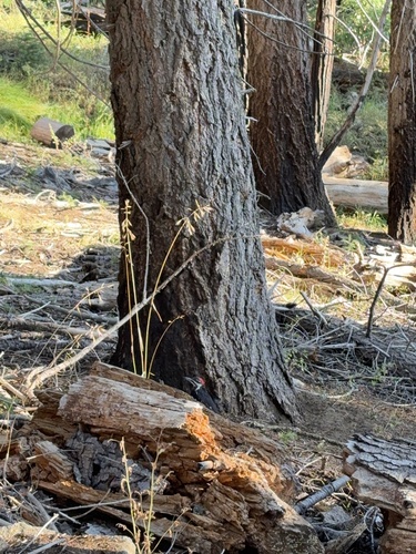 iNaturalist observation photo of Pileated Woodpecker