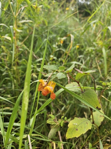 common jewelweed