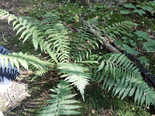 Наблюдение на iNaturalist
